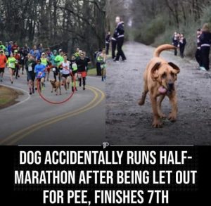 Stupid Bar Memes 10pk8g4ityt91