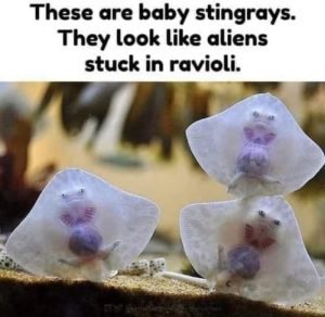 Stupid Bar Memes 2c62236e0aaa0763