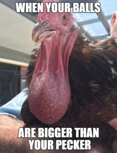 Stupid Bar Memes 2d7cce99a9668537