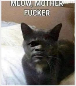 Stupid Bar Memes 3de72c34efd37dfb