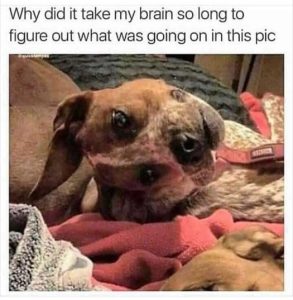 Stupid Bar Memes 3e44e46b5872215c