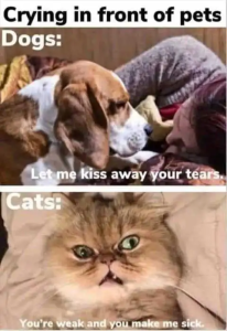 Stupid Bar Memes 69f994051fda0167