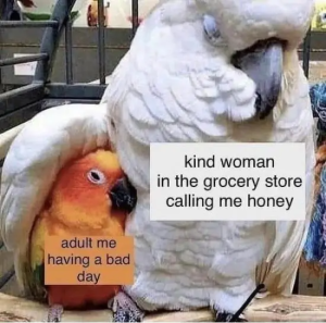 Stupid Bar Memes Tgtt92e