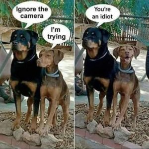 Stupid Bar Memes b3ec54f45cd3c17a