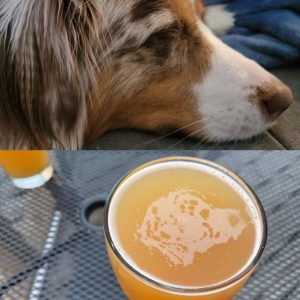 Stupid Bar Memes mpvprouyhis91