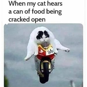 Stupid Bar Memes 2e73606842fb9386