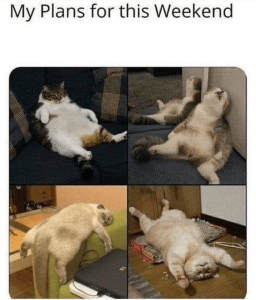 Stupid Bar Memes 869986c599723edd