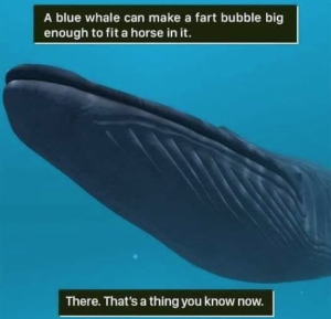Stupid Bar Memes 937b53eae78e10eb