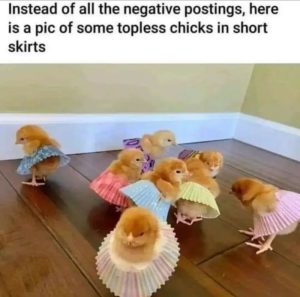 Stupid Bar Memes a1PmRXDs700b