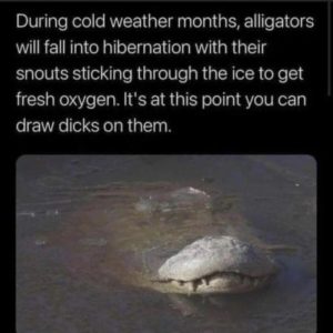 Stupid Bar Memes c1ee4827a762ce17