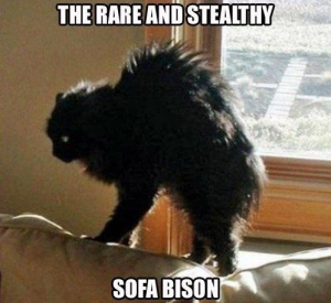 Stupid Bar Memes df0e38a0cce14f90