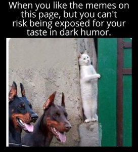 Stupid Bar Memes f687778f26b1eb27