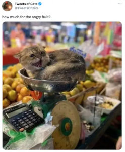 Stupid Bar Memes funnystweetss10s4