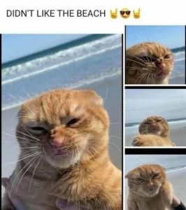 Stupid Bar Memes 0ddbd89ca0320354