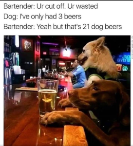 Stupid Bar Memes 19d72ed460db7a66