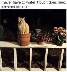 Stupid Bar Memes 296771b037f5d64f