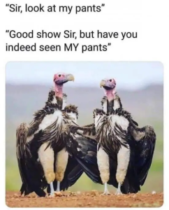 Stupid Bar Memes 2iIZ8wZ