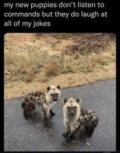 Stupid Bar Memes 5ece8977d6b76179
