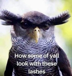 Stupid Bar Memes 89e8e18083accf17