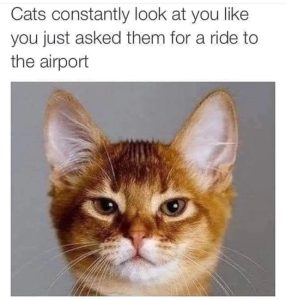 Stupid Bar Memes 8b69aa59521bd5d3