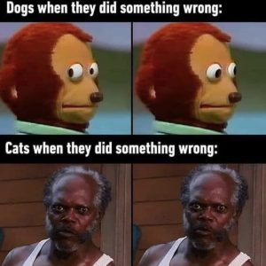 Stupid Bar Memes aPgxBBBs700b