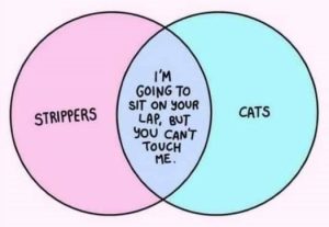 Stupid Bar Memes c9558abd63534ffc