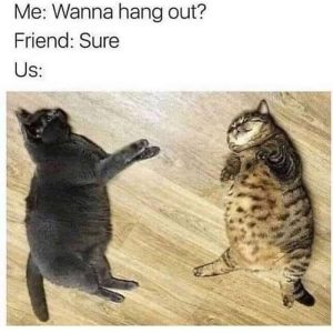 Stupid Bar Memes d183a264e6b4d981