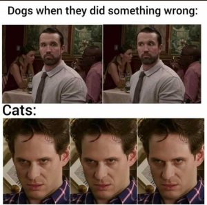 Stupid Bar Memes d794a6d41a448d46