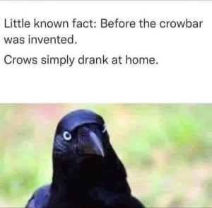 Stupid Bar Memes df2542af3963da2e