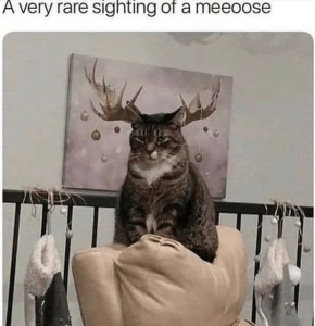 Stupid Bar Memes e0d8ebeec1860bb9