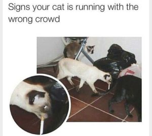 Stupid Bar Memes e66b08692124bc12