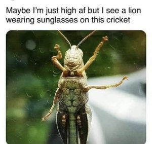 Stupid Bar Memes fbcb9c36e29a1083