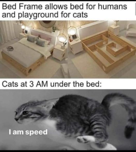 Stupid Bar Memes fbccdb8e146e4256