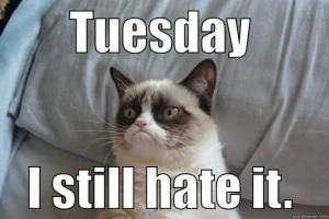 Stupid Bar Memes gctuesday44343