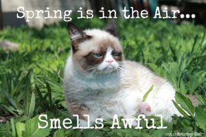 Stupid Bar Memes grumpycat55spring