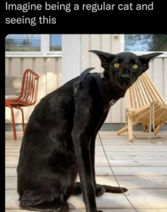 Stupid Bar Memes m1vgBio
