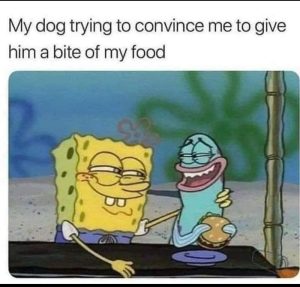 Stupid Bar Memes 1e1179d660a90e2b