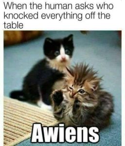 Stupid Bar Memes 1e7da80ecbfaa82e