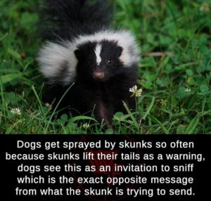 Stupid Bar Memes 253f9bee59d35473