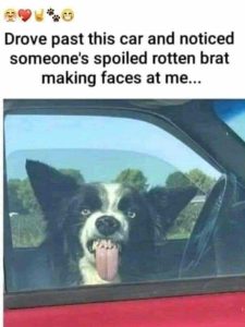 Stupid Bar Memes 2a2294cddd09732c