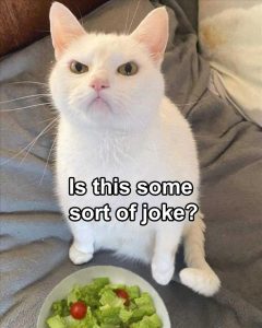Stupid Bar Memes 2sissthisssomeskindsofsjoke