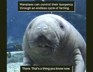 Stupid Bar Memes 42d006361a5d839b