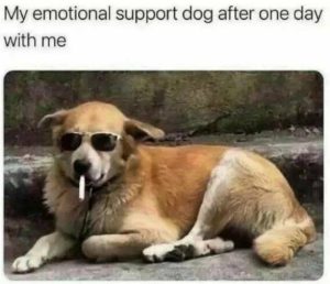 Stupid Bar Memes 445ccd000e1cf625