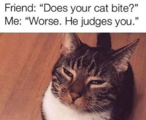 Stupid Bar Memes 462e60366138022c