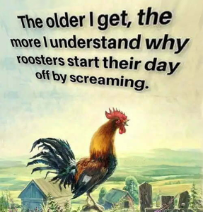 Stupid Bar Memes 50eea237b4744f12