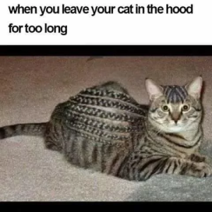 Stupid Bar Memes 642fd87f4950d