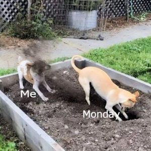 Stupid Bar Memes 6f34bdc700ca88637d351751881ccf65swidths600