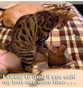 Stupid Bar Memes 724b5e80f51d33e7