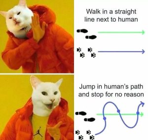 Stupid Bar Memes 7879b0da9e7c4abc