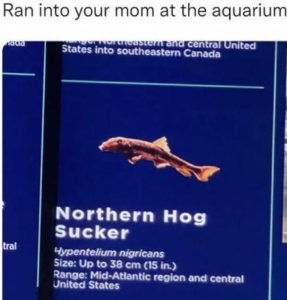 Stupid Bar Memes 7bb02adce78db8e4